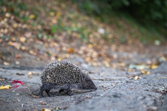 这支意甲豪 这支意甲豪