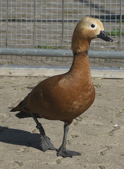 强保级
